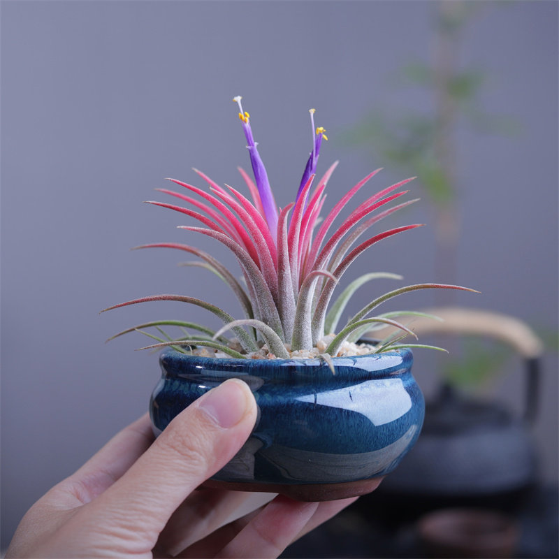 鲜活空气凤梨室内好养无土栽培懒人办公桌创意摆件多肉绿植物客厅