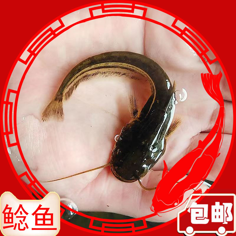 大口鲶鱼苗南方大口鲶鲶鱼河鲶土鲶鱼二须鲶胡子鲶凶猛鱼鲶鱼活体