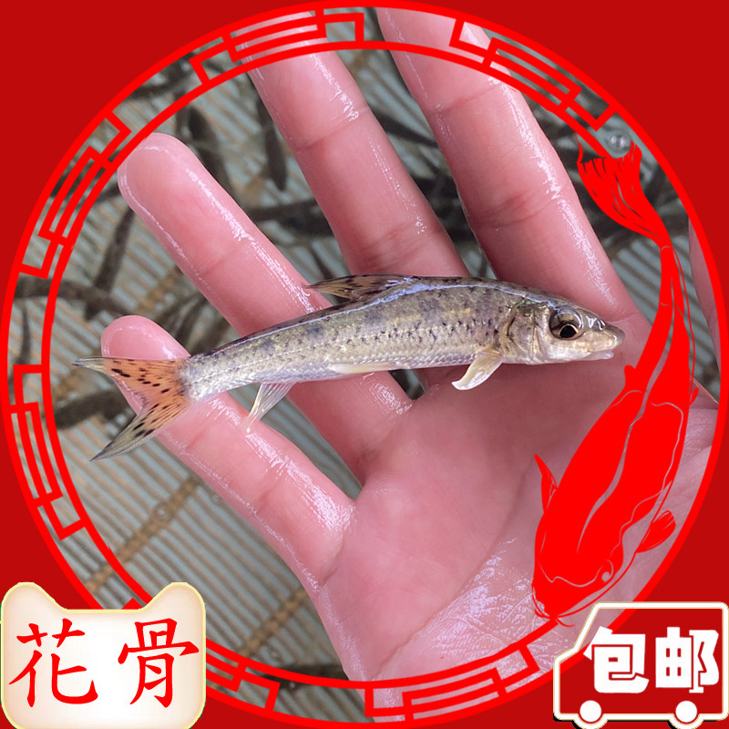 花骨鱼苗季郎鱼鸡骨郎卢季鱼鸡虾苗麻花鱼苗活体淡水养殖优质品种
