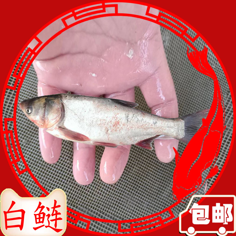 白鲢鱼苗淡水养殖食用活体小鱼苗好养冷水胖头大头鲢鳙花鲢鱼苗
