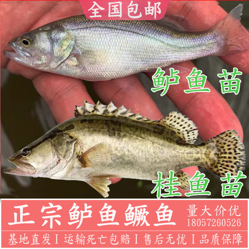 桂花鱼苗鳜鱼苗桂鱼苗淡水观赏鱼斑鳜加州鲈鱼苗路亚鲈鱼苗大规格