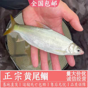 黄尾鲴黄尾鱼苗淡水养殖活体净化水质黄姑子鱼苗鱼塘养殖红尾鱼苗