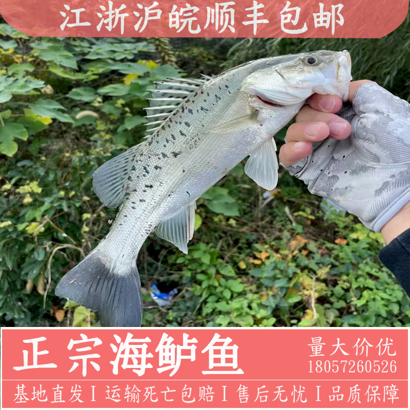 七星鲈鱼苗海鲈鱼苗淡水养殖观赏鱼冷水七星海鲈鱼苗淡化海鲈鱼苗