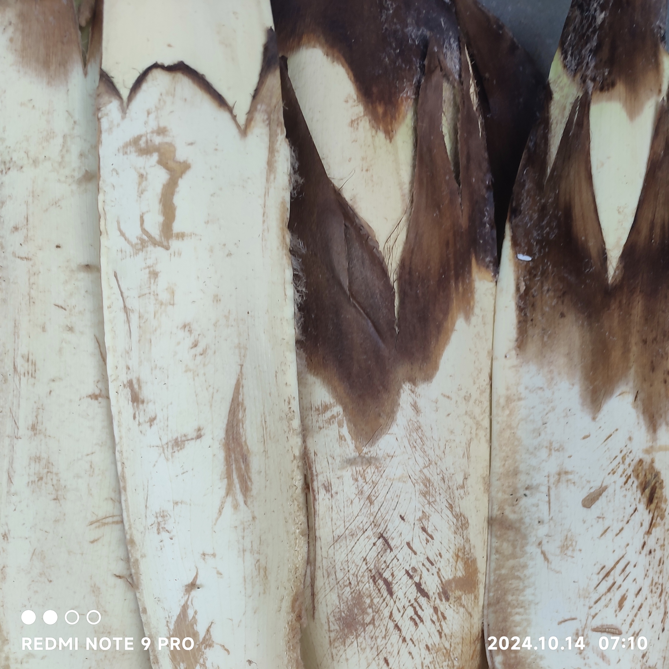 江西于都棕包棕苞花棕包米棕笋棕贝包棕芘棕榈树花粽心尾