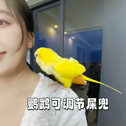鹦鹉尿不湿虎皮牡丹玄凤和尚葵花尿布垫鸟用可调节外出粪兜飞行外