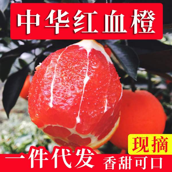 『高品质中华红橙』湖北宜昌秭归中华红血橙红肉橙子红心橙手剥橙