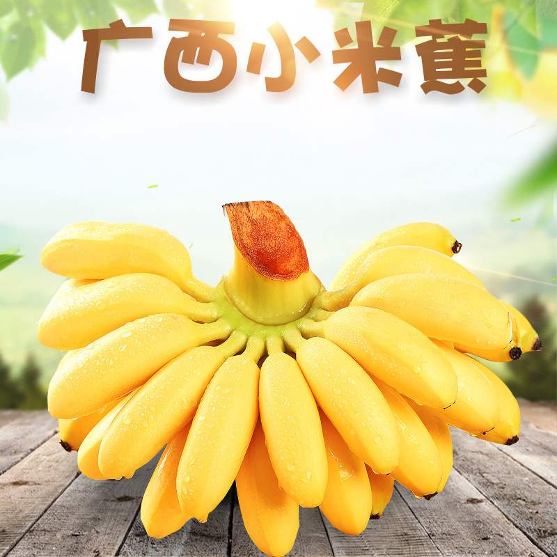 全年供货代发广西小米蕉 5/9斤新鲜水果当季香甜芭蕉黄皮香蕉
