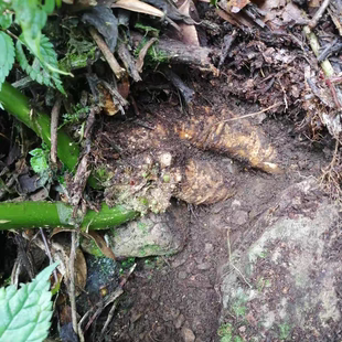 云南商陆根 新鲜山萝卜 白商陆 见肿消 新鲜商陆根包邮500克