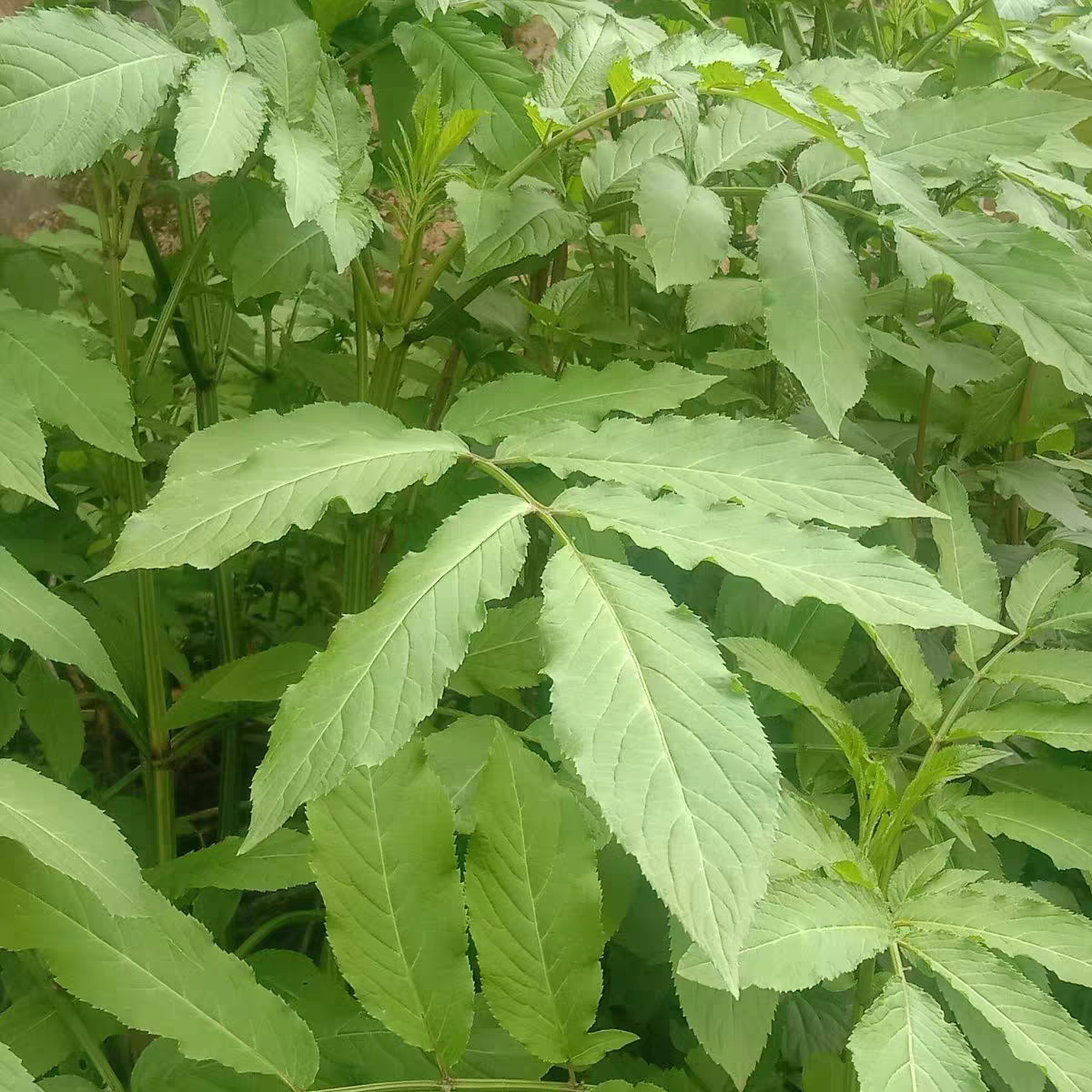 血风草云南中药材血满草接骨药血管草接骨木苛草下单现采全草