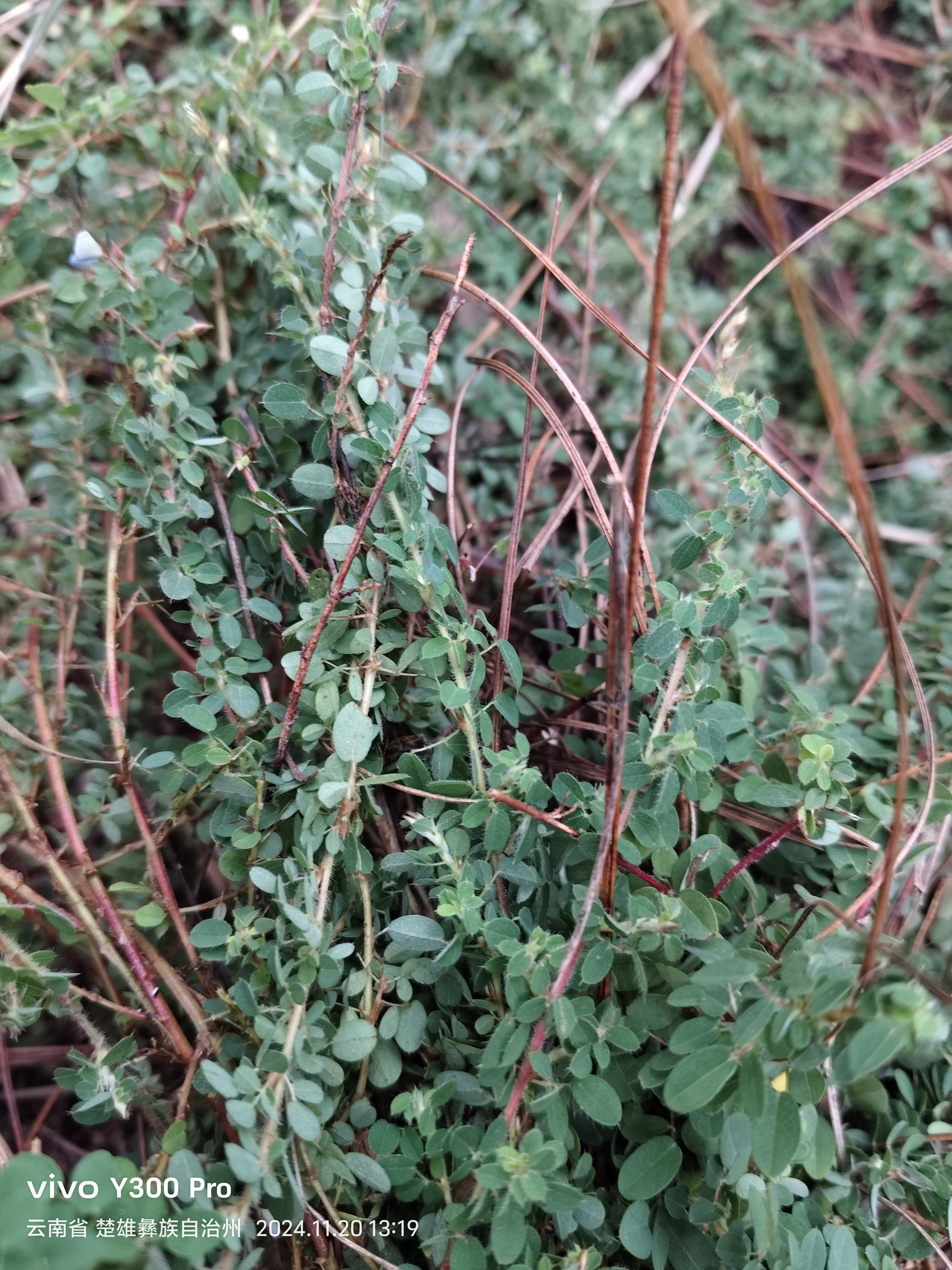 云南虼蚤茶小叶草中草药材全草新鲜现采新鲜现发