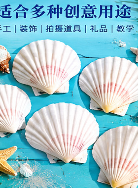 夏威夷大白扇贝白贝壳手工材料包