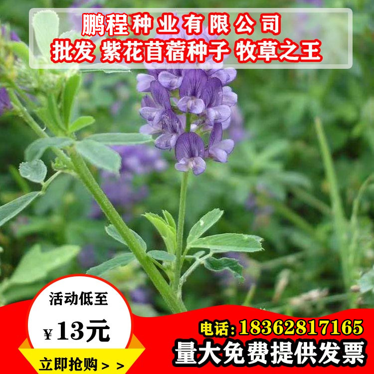 紫花苜蓿种子多年生四季南北方牧草籽芽苗菜绿化蜜源绿肥草木犀 蜂蜜的作用与功效 专业蜜蜂养殖蜂产品知识资讯网 蜂蜜百科知识网