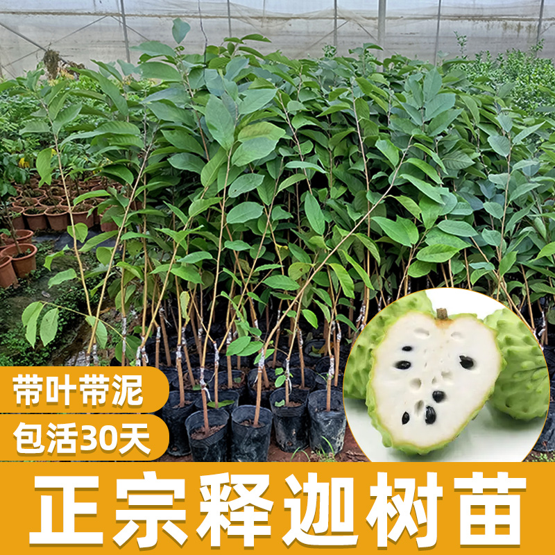 凤梨释迦嫁接苗番荔枝蜜佛头果佛陀果树苗木苗地地栽盆栽当年结果