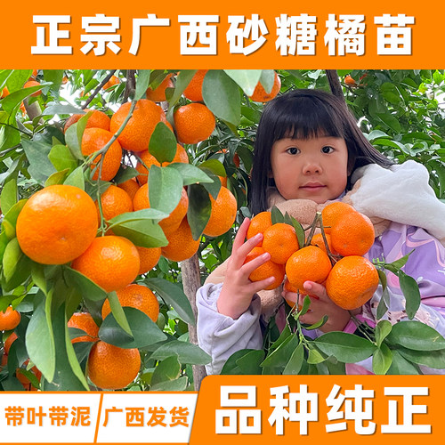 沙糖桔子树苗南北方皇帝柑沃柑