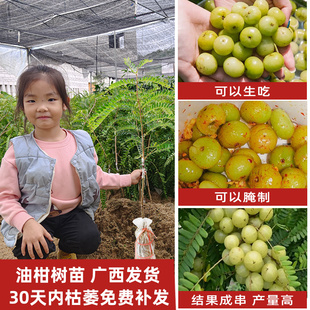 油柑树苗嫁接庭院盆地栽余牛柑子水果耐寒苗树南北方种植潮汕崩坎