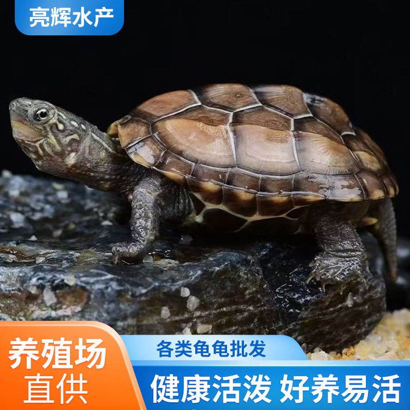 外塘中华草龟摆摊龟大小观赏宠物养殖场小乌龟两栖龟龟苗活物