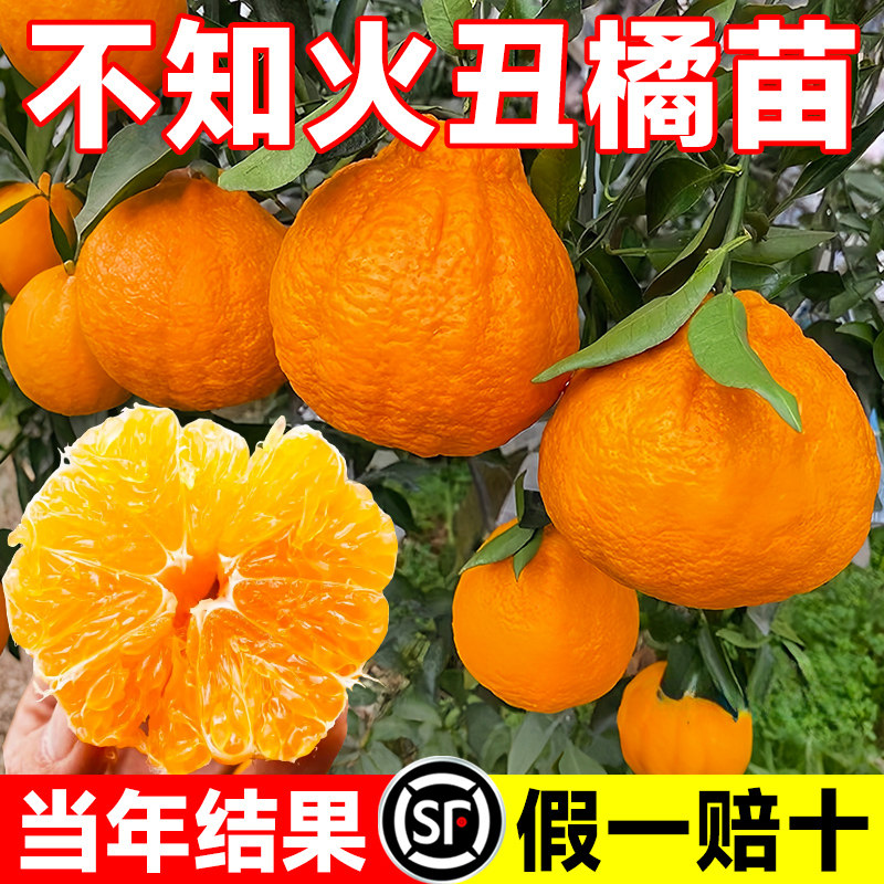 四川不知火丑橘树苗春见耙