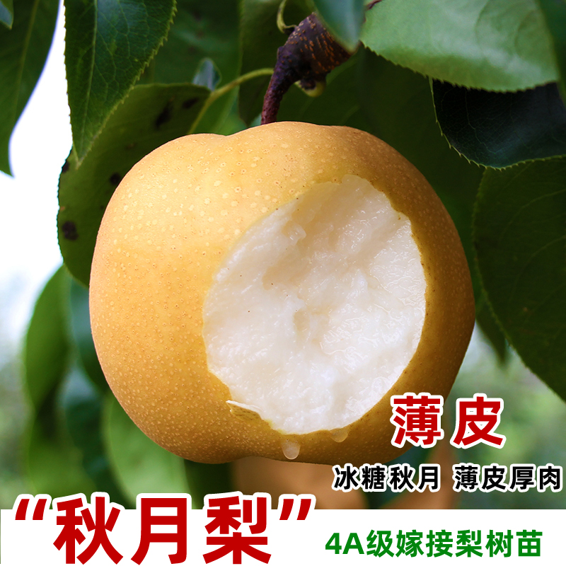 冰糖秋月梨树苗嫁接特大晚