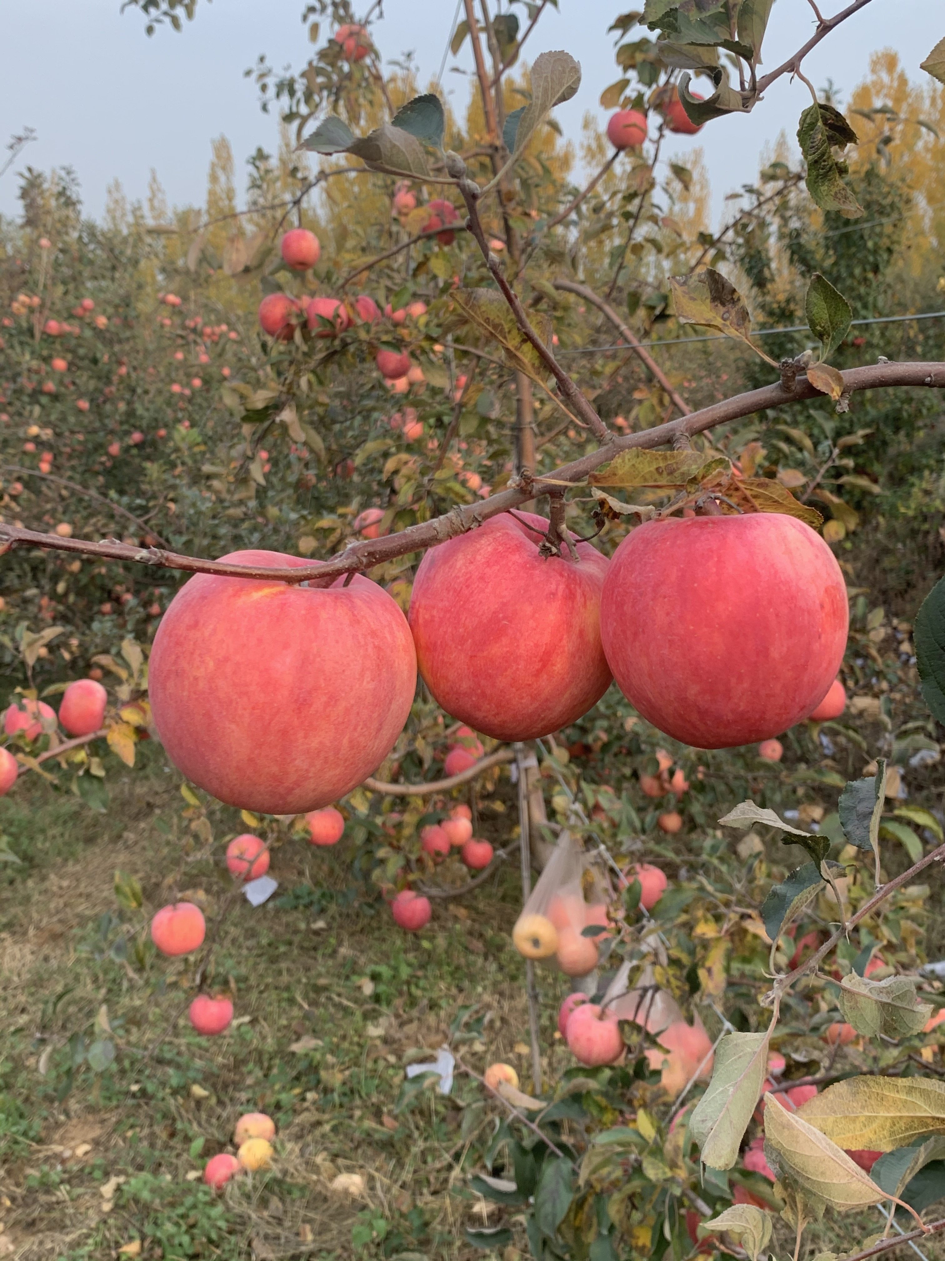 特大苹果树苗晚熟烟富8号果大肉脆南方北方种植地栽果树当年结果