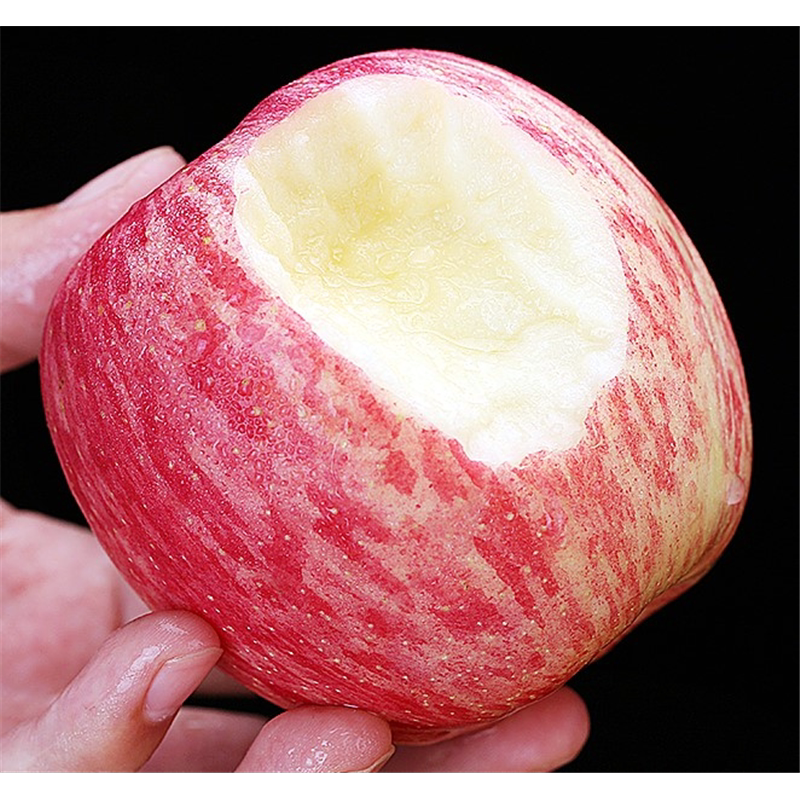 陕西洛川特大红富士条纹脆甜苹果树苗嫁接苹果苗南方北方种植耐寒