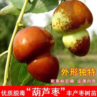 种枣树苗嫁接果树苗南方北方种植盆栽地栽脆甜爽口高产葫芦枣 新品