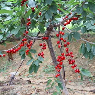 烟台大樱桃树苗美早6月上旬成熟嫁接樱桃苗全国易种果树当年结果