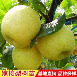 黄花梨梨子苗树梨树果苗嫁接梨树水果苗嫁接苗特大当年结果地栽