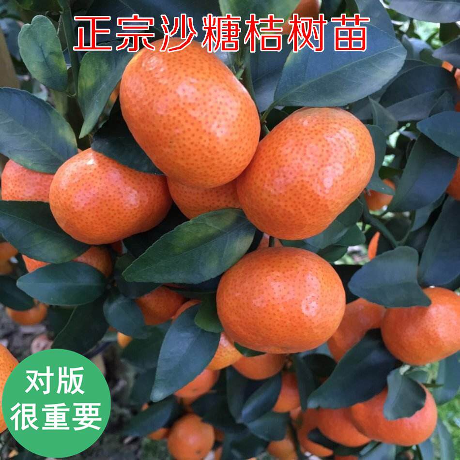 果树苗橘子树苗(无籽砂糖橘)当年结果南北方地栽盆栽