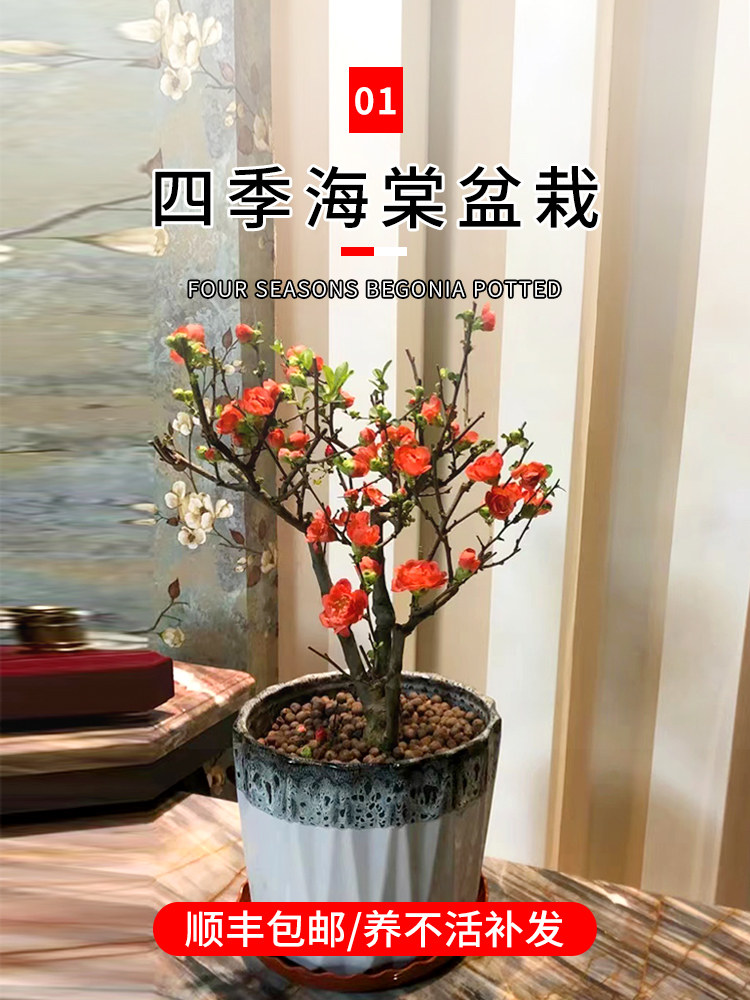 海棠花苗盆栽树苗室内观花植物四季开花卉庭院绿植长寿冠海棠盆景