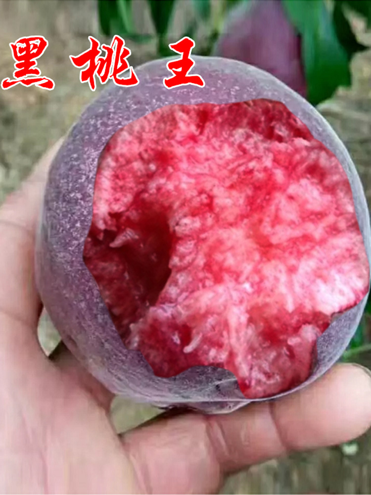 新品种特大晚熟桃树苗黑桃王树苗10月下旬成熟均果500g以上易成活