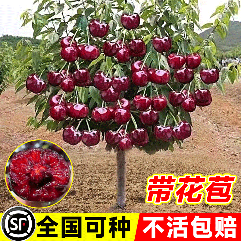 车厘子树苗樱桃南北方种植