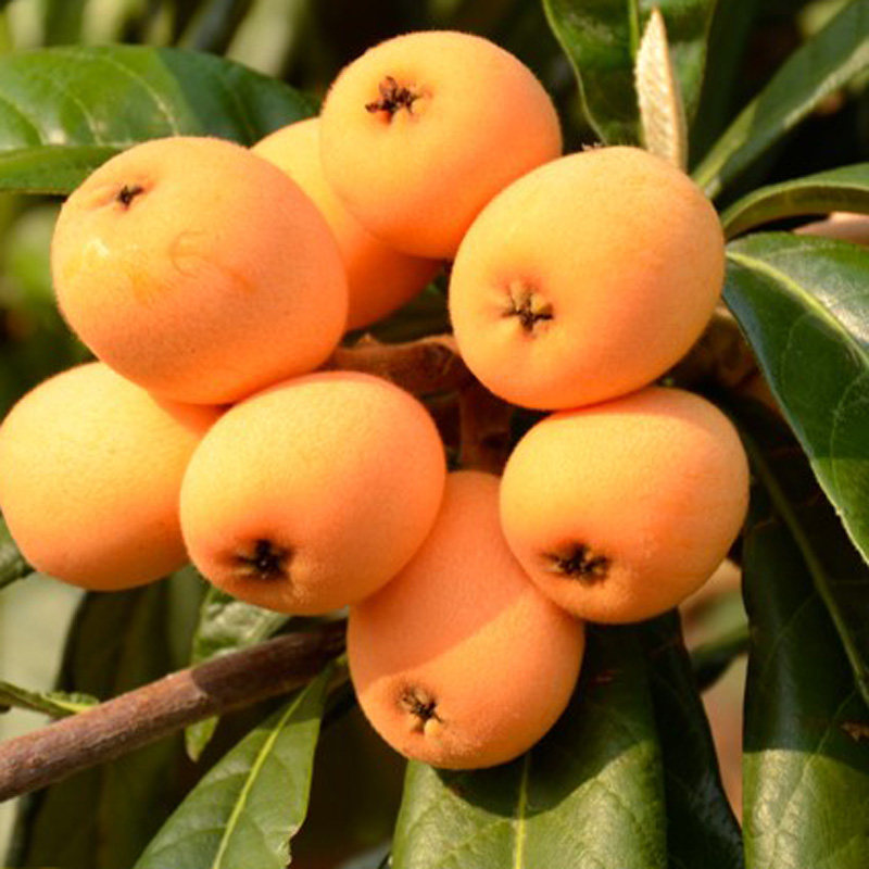 枇杷树解放钟高产易活嫁接枇杷苗南方北方种植当年结果