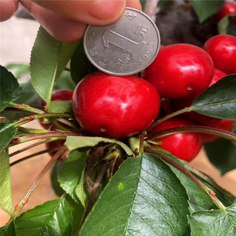 新品种福金短耙大樱桃苗产量高易成活樱桃苗南方北方种植地栽盆栽