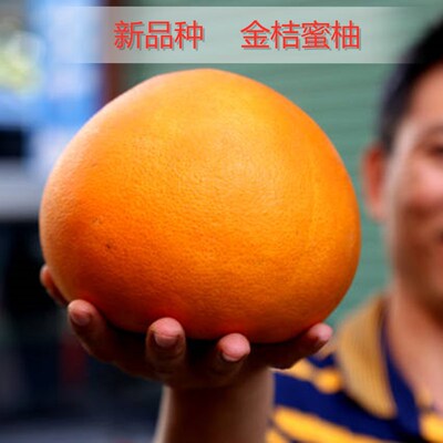 常绿新品种金桔蜜柚苗子树嫁
