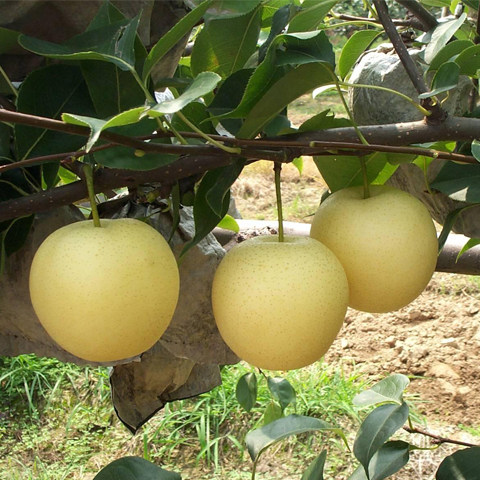 嫁接梨树苗南方北方种植特大水晶梨盆栽地栽产量高耐储存当年结果