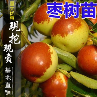 枣树活苗沾化冬枣嫁接特大甜早脆王枣子树苗南方北方种植当年结果