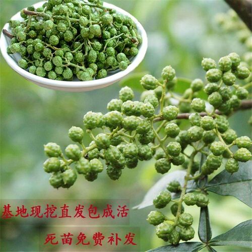 四川藤椒树苗九叶青花椒树花椒苗重庆江津麻椒川椒树苗特麻