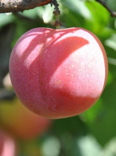 澳洲血李果大皮脆红肉李子树苗北方早熟新品种盆栽地栽当年结果