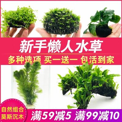 鱼缸懒人水草活体植物包活到家