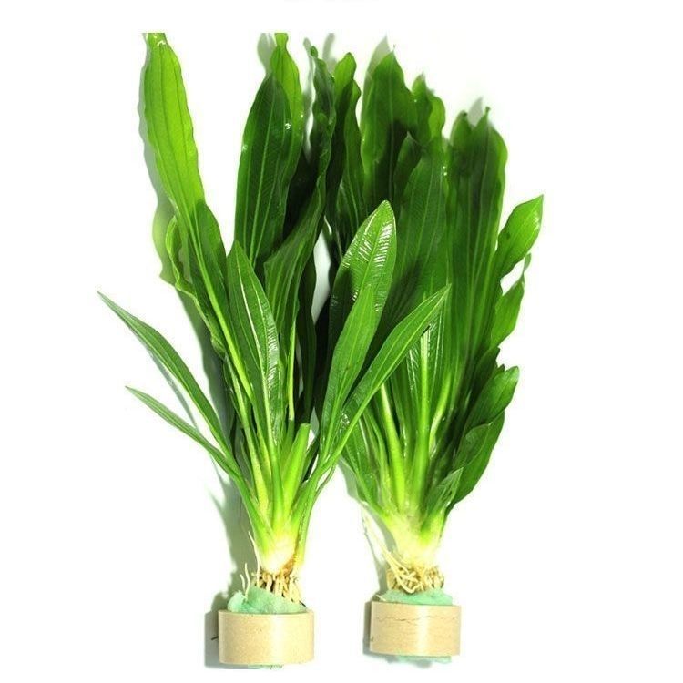 大叶皇九冠大叶九冠水草鱼缸中后造景装饰淡水阴性草增氧水草绿植