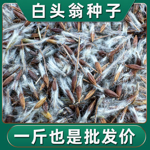 白头翁种子大叶小叶药用四季白头翁籽药材种植苗中草药白头翁盆栽