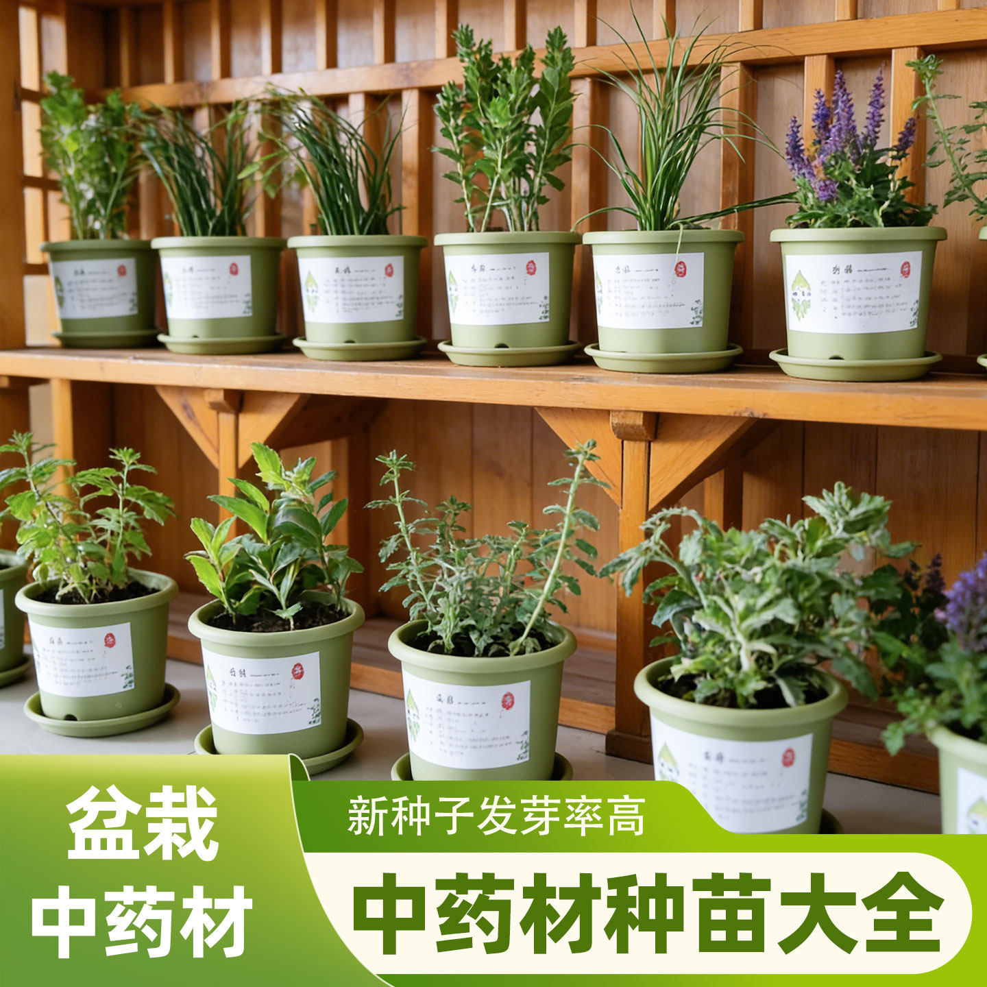 黄芩苗桔梗苗丹参苗苍术苗威灵仙射干苗薄荷苗藁本苗中药材苗大全