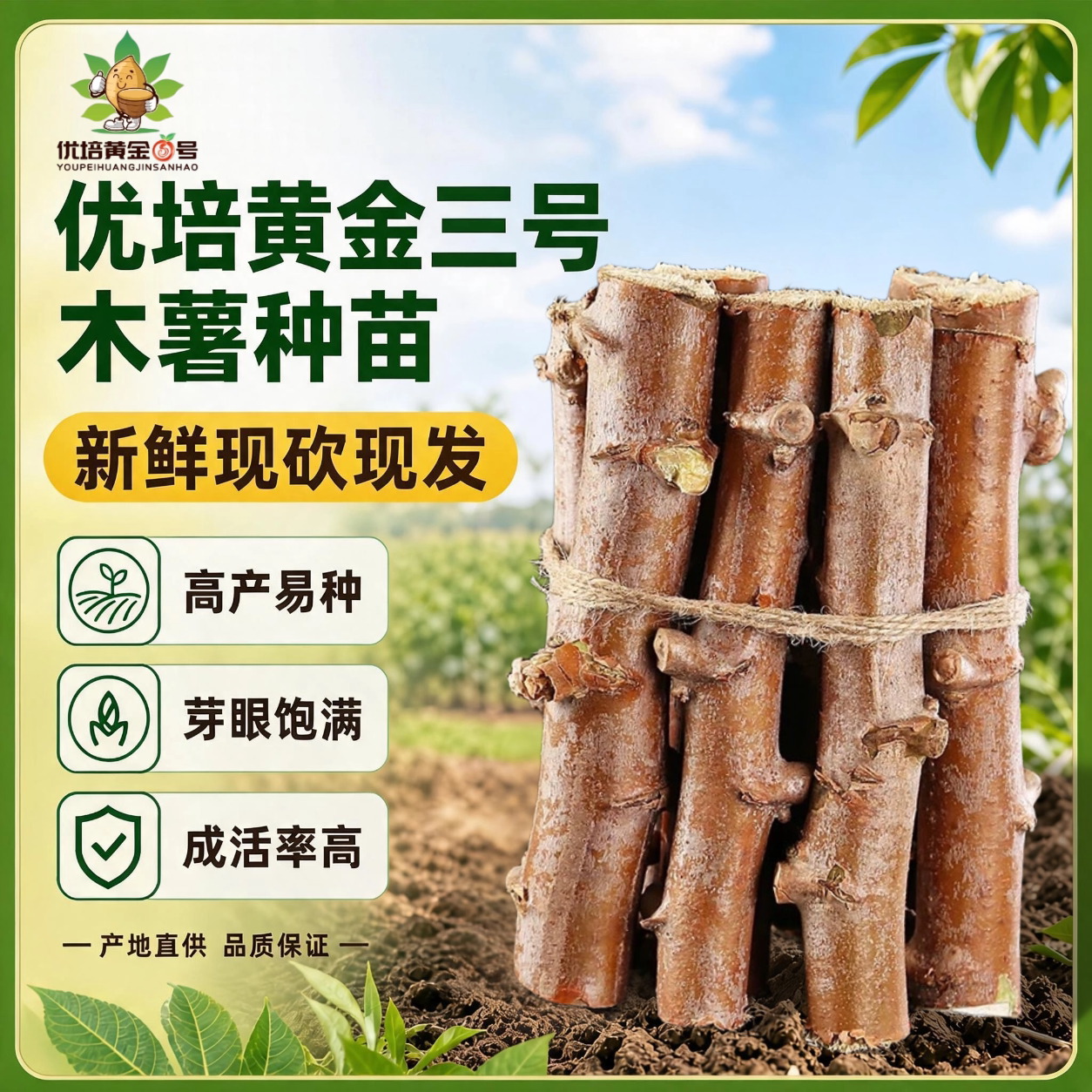正宗黄心木薯种苗新鲜图片