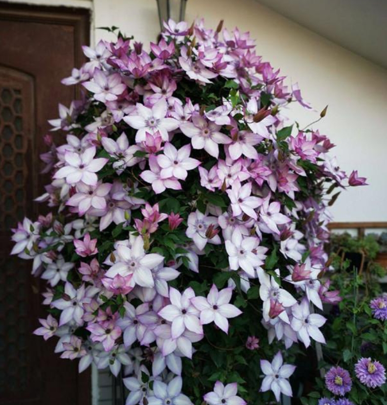 铁线莲阳台盆栽爬藤植物庭院四季