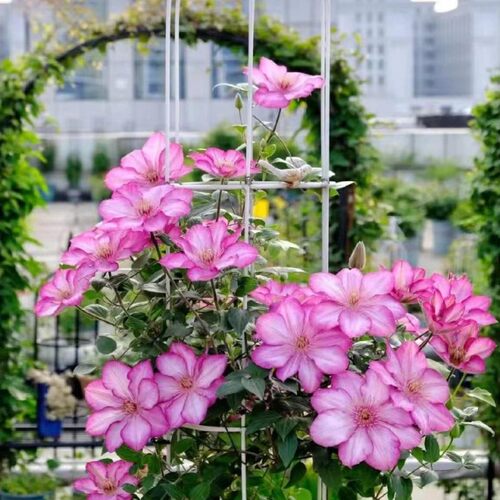 铁线莲无刺大花攀爬阳台庭院耐寒