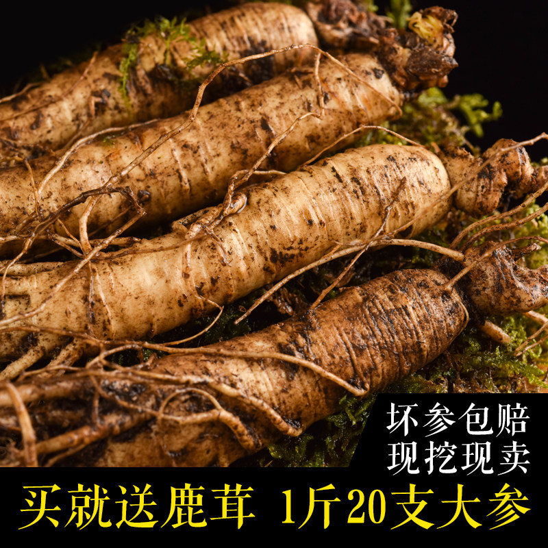 现挖带土鲜人参500g大支长白山人参整枝鲜参东北特产林下土参泡酒