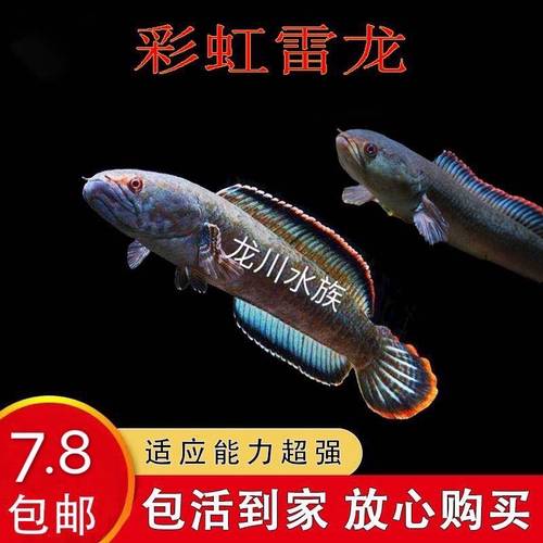 南鳢雷龙鱼观赏鱼冷水鱼龙鱼