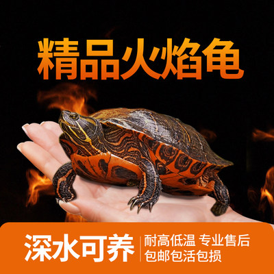 火焰龟深水龟冷水鱼龟混养小乌龟活物稀有活体小宠物吃粪龟清洁龟