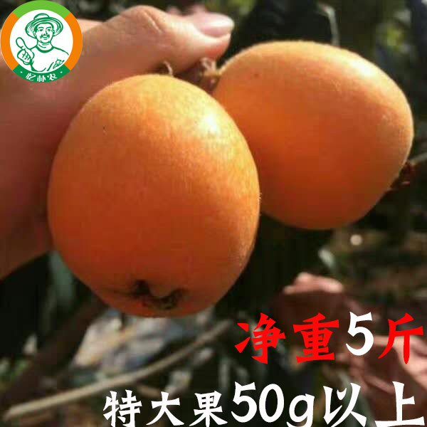 特大果四川攀枝花米易龙泉驿北川圣灯高山大五星甜鲜摘枇杷礼盒装