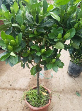 老桩大叶栀子花大树苗大棵枝枝花浓香型四季独杆牡丹室外庭院子花